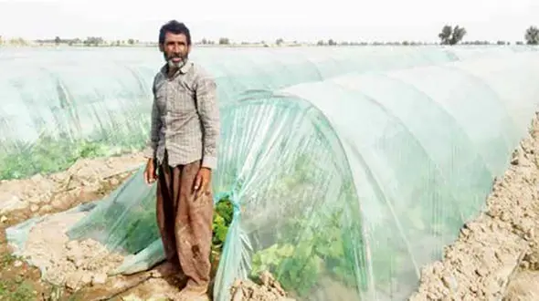 
پای درد دل کشاورزان رودبار کرمان / سودی که دلالان می‌برند
