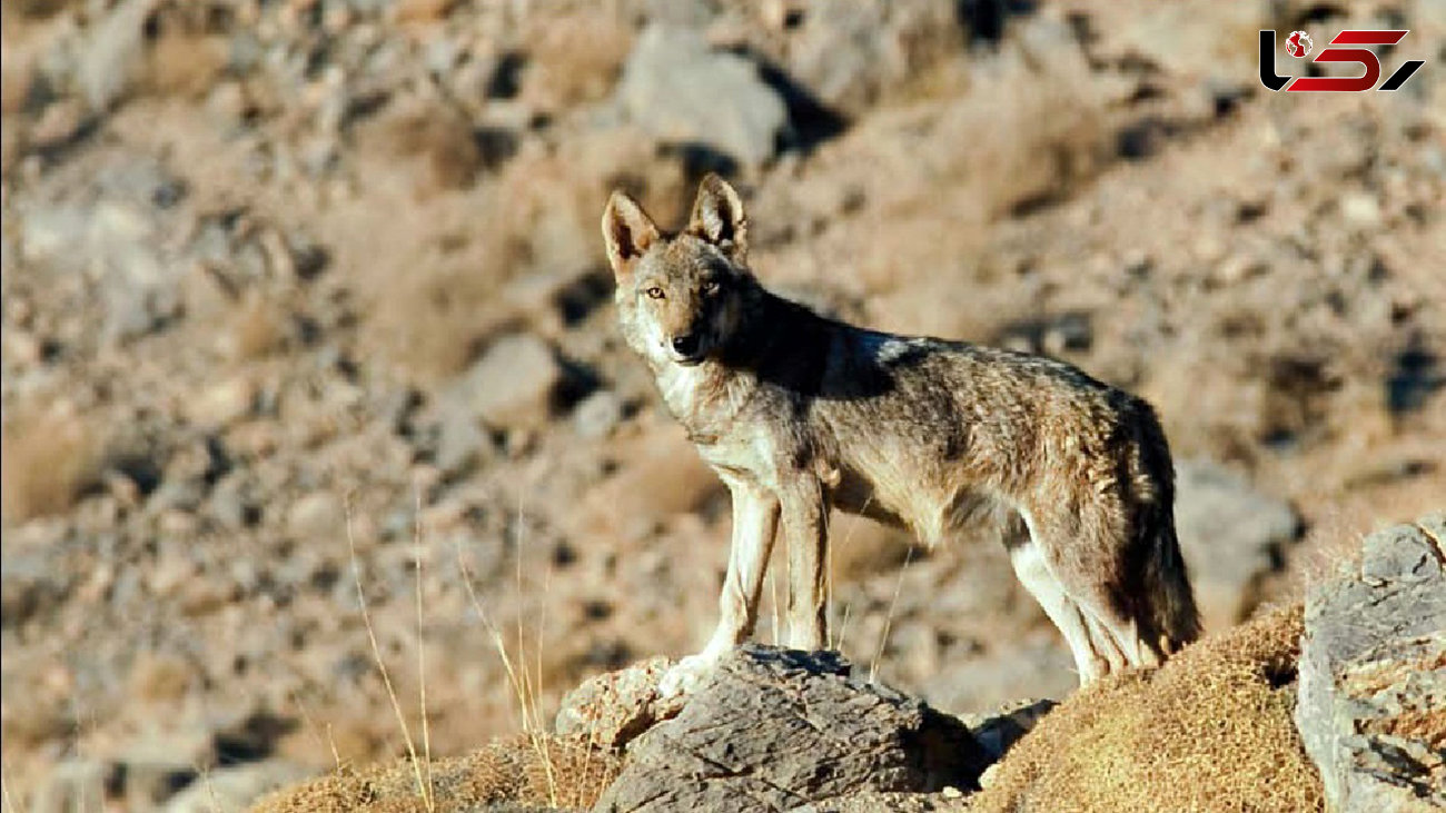 حمله گرگ های گرسنه به گله ای با 350 گوسفند در خراسان رضوی