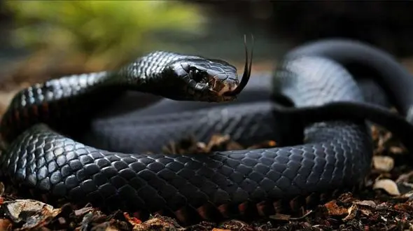 خطرناک ترین مارها در این کشورها قدرت نمایی می کنند ! / رتبه اول را باور نمی کنید !