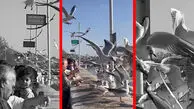 فیلم حضور چشم گیر مرغ های دریایی در شهر شیراز