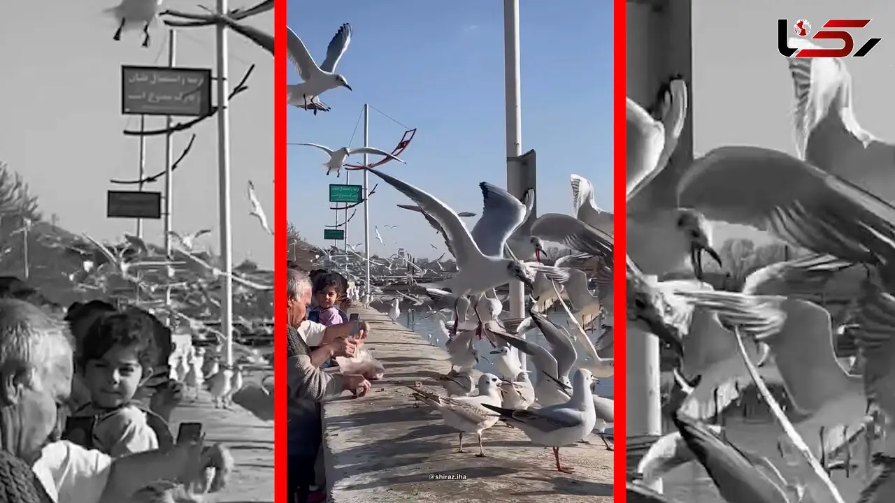 فیلم حضور چشم گیر مرغ های دریایی در شهر شیراز