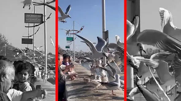 فیلم حضور چشم گیر مرغ های دریایی در شهر شیراز