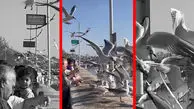 فیلم حضور چشم گیر مرغ های دریایی در شهر شیراز
