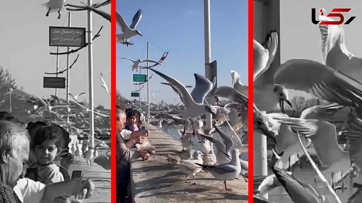 فیلم حضور چشم گیر مرغ های دریایی در شهر شیراز