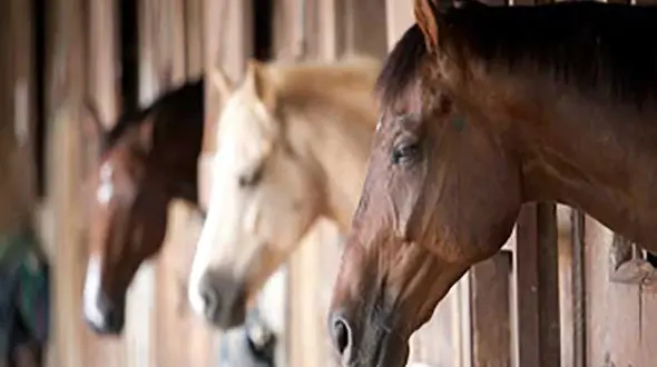 انعقاد تفاهم نامه صدور اسب به خارج از کشور