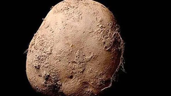 احمق ترین تاجر یک میلیون یورو برای عکس سیب زمینی پرداخت کرد+ عکس
