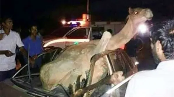 مرگ راننده در تصادف با شتر + عکس عجیب از زنده ماندن شتر