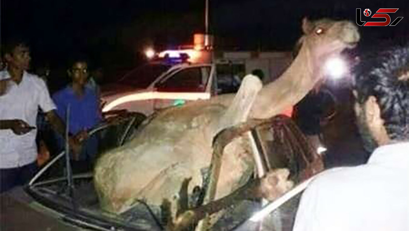 مرگ راننده در تصادف با شتر + عکس عجیب از زنده ماندن شتر