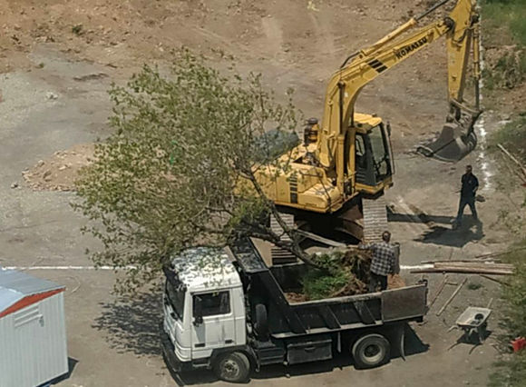 جا به جایی بی‌موقع درختان در دانشگاه صنعتی مالک اشتر تهران/ نامشخص بودن پروژه ای که منجر به انتقال درختان شده است + فیلم