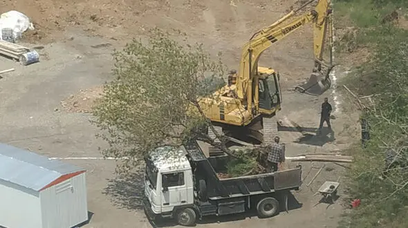 جا به جایی بی‌موقع درختان در دانشگاه صنعتی مالک اشتر تهران/ نامشخص بودن پروژه ای که منجر به انتقال درختان شده است + فیلم