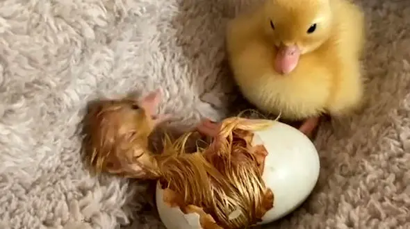 لحظه از تخم بیرون آمدن جوجه اردک + فیلم