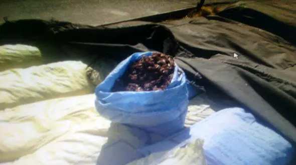 پیاز زعفران را هم قاچاق می کردند