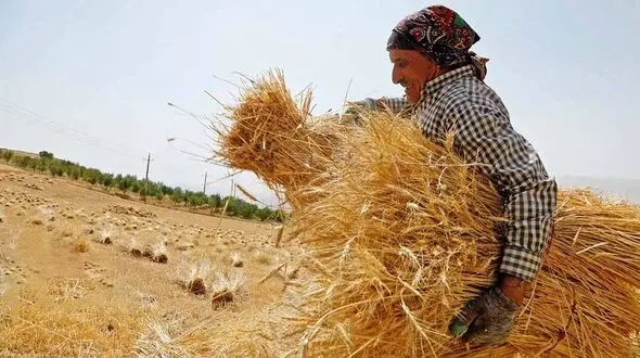 حدود 50 درصد از مطالبات گندمکاران پرداخت شده و مابقی آن هم پرداخت خواهد شد
