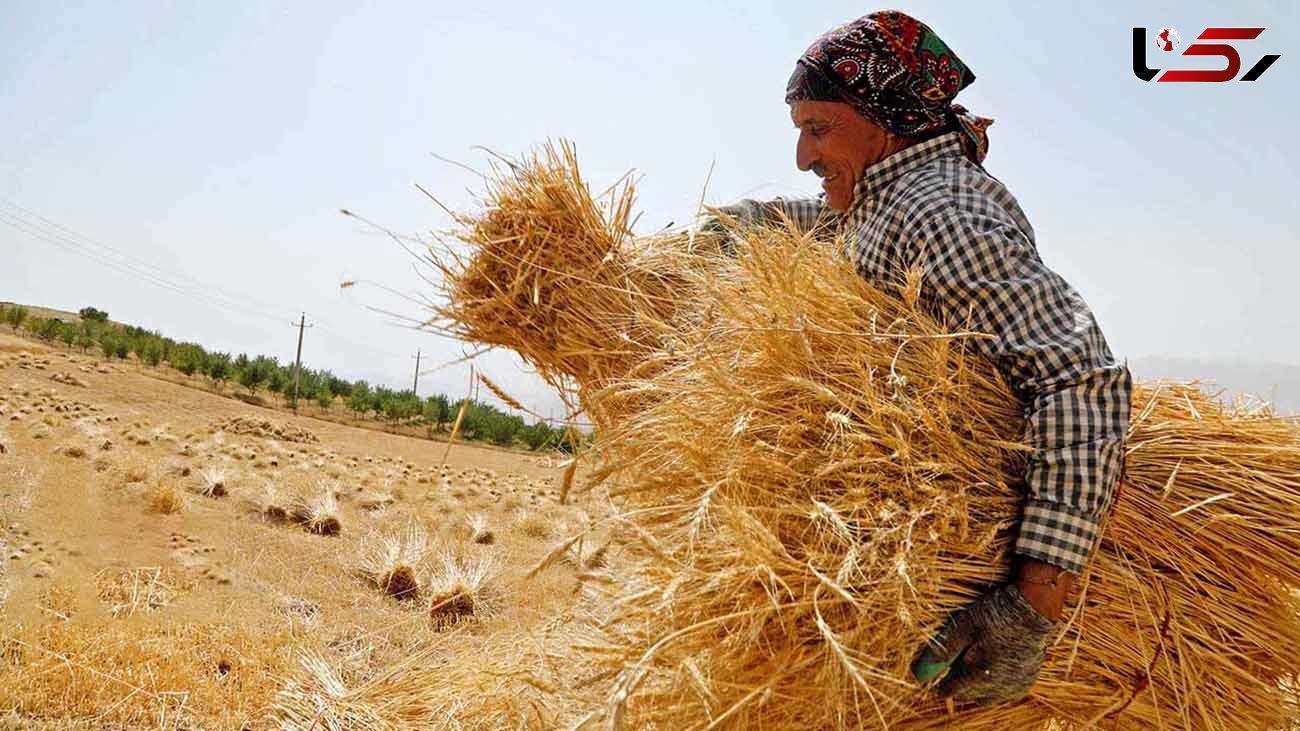 ضایعات گندم تولیدی در کشور 30 درصد است / در هر هکتار 400 کیلوگرم گندم از بین می رود