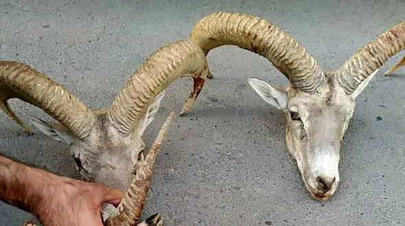 عکس / بی‌‎رحم ترین مرد طبس را بشناسید! 