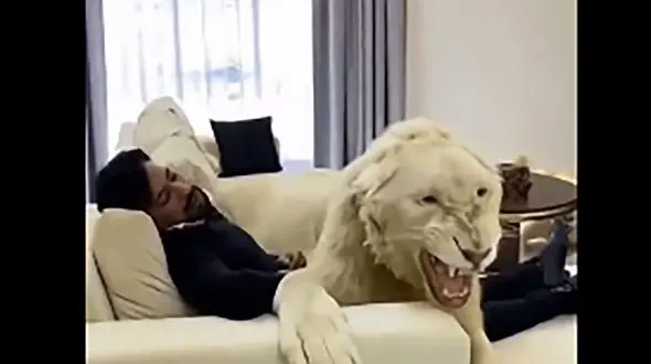 فیلم ترسناک نعره های شیر عظیم الجثه در خانه مسکونی ! / حیوان خانگی قبل تو سو تفاهم بود !