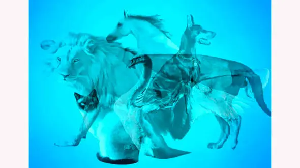 تست : اول چه حیوانی را می بینید ؟ / خودتان را بشناسید !