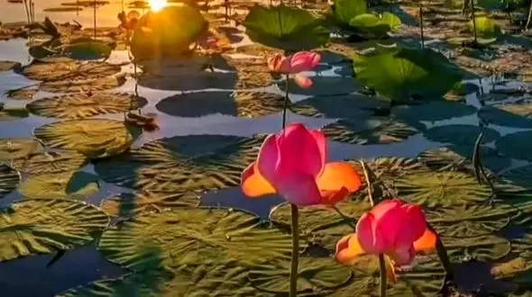 فال ابجد امروز / 30 مرداد + فیلم