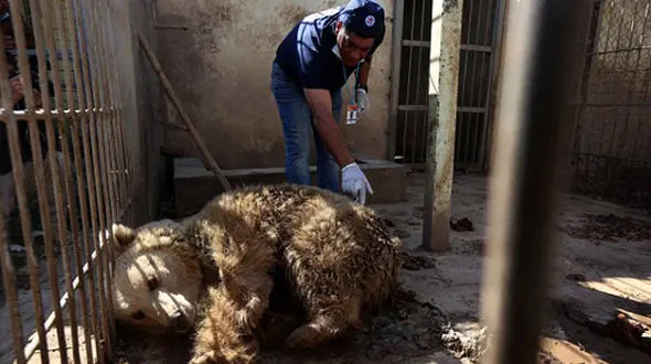 داعش به حیوانات باغ وحش هم رحم نمی کرد+تصاویر