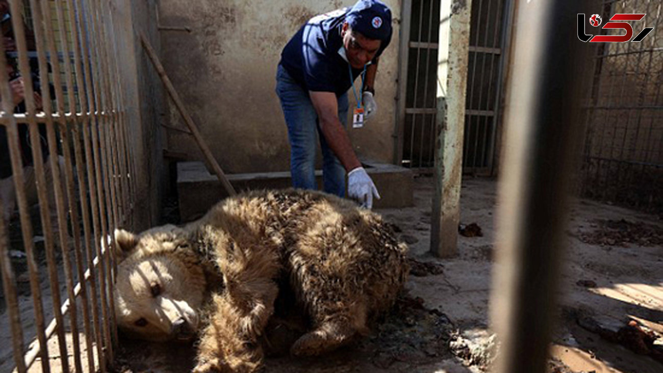 داعش به حیوانات باغ وحش هم رحم نمی کرد+تصاویر