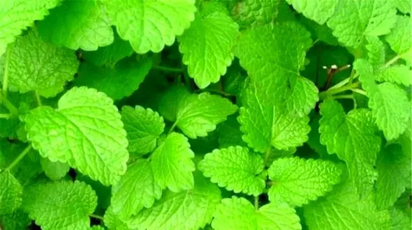 بهترین گیاهان برای جلوگیری و درمان آلزایمر