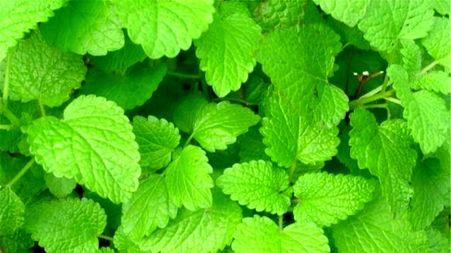 بهترین گیاهان برای جلوگیری و درمان آلزایمر