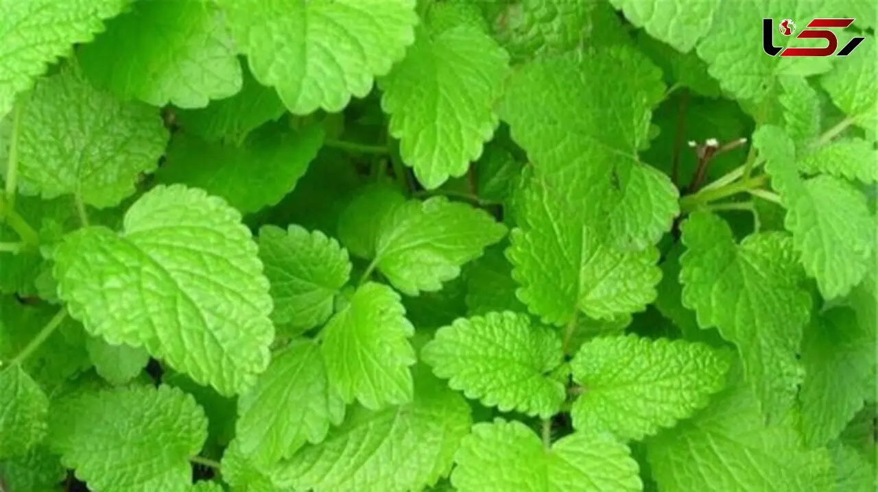 بهترین گیاهان برای جلوگیری و درمان آلزایمر
