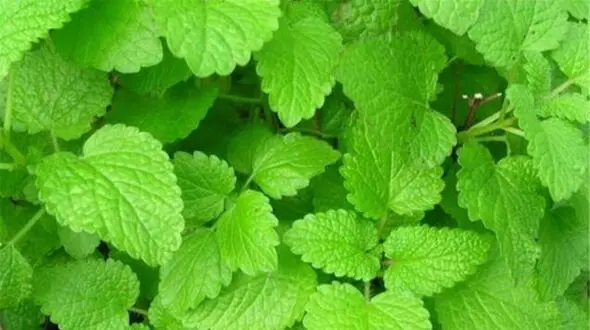 بهترین گیاهان برای جلوگیری و درمان آلزایمر
