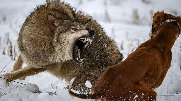 فیلم حمله گرگ به یک خانه / سگ نگهبان کشته شد/ ایسلند