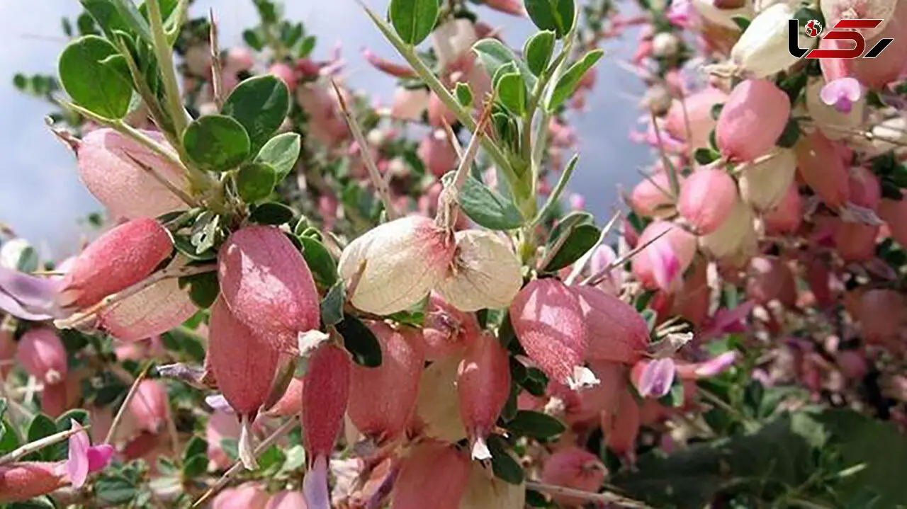 بررسی خواص آنتی‌ اکسیدانی، آنتی‌ باکتریال و ضدسرطانی گیاه بومی «انزروت»