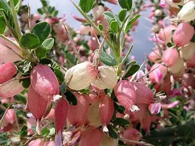 بررسی خواص آنتی‌ اکسیدانی، آنتی‌ باکتریال و ضدسرطانی گیاه بومی «انزروت»