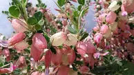 بررسی خواص آنتی‌ اکسیدانی، آنتی‌ باکتریال و ضدسرطانی گیاه بومی «انزروت»