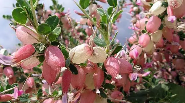 بررسی خواص آنتی‌ اکسیدانی، آنتی‌ باکتریال و ضدسرطانی گیاه بومی «انزروت»