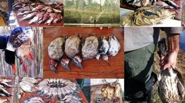 در فریدون کنار پرنده های کمیاب را خورشت می کنند!+تصاویر