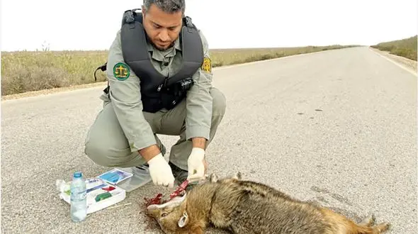 پرنده کمیابی که بعد از ۱۱۶ سال به ایران آمد