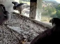 فیلم حمله و درگیری عجیب بین کبوترها و شاهین ها