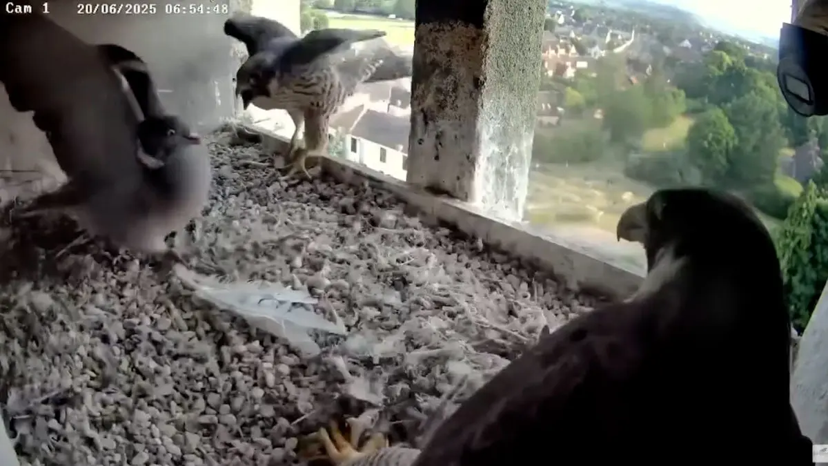 فیلم حمله و درگیری عجیب بین کبوترها و شاهین ها