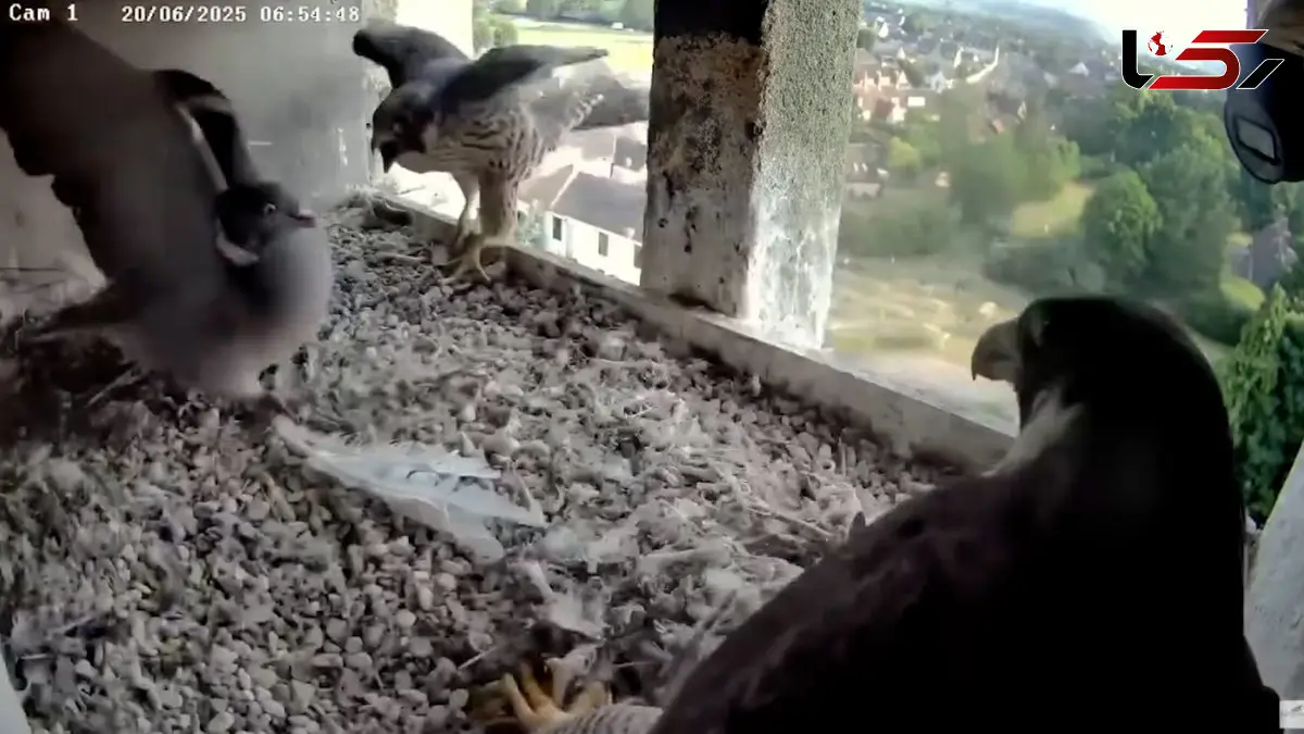 فیلم حمله و درگیری عجیب بین کبوترها و شاهین ها