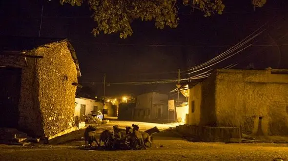 قحطی حیوانات گرسنه را به خیابانها کشاند/ از حمله کفتار تا هجوم روباه + عکس