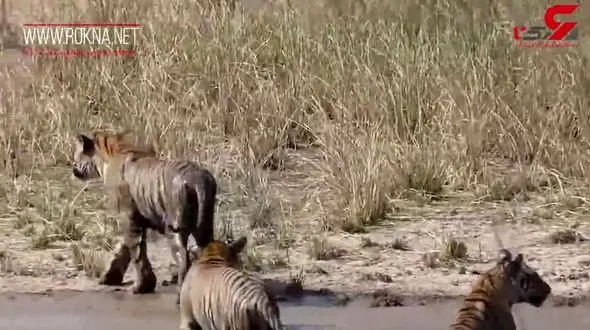 دعوا 3 ببر برادر داخل رودخانه+فیلم
