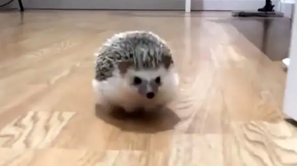 دویدن با هیجان جوجه تیغی + فیلم