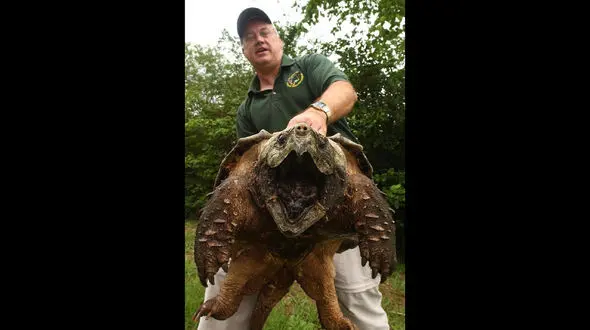 هرکول لاک پشت ها کیست؟ + عکس