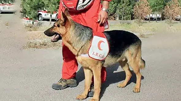 پیدا شدن سگ های هلال احمر بعد از 7 ماه در سنندج