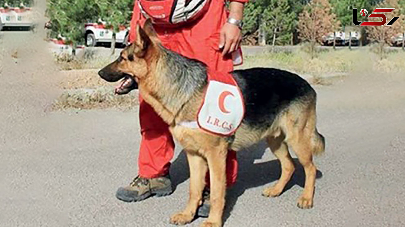 پیدا شدن سگ های هلال احمر بعد از 7 ماه در سنندج