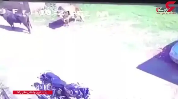 خسارت دیدن یک خودرو در شاخ به شاخ شدن گاوها + فیلم