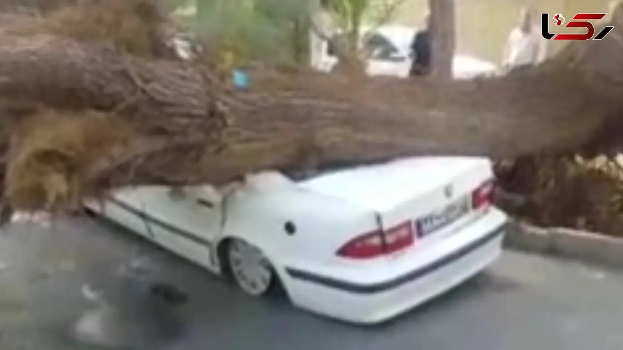 سقوط درخت بر روی سمند در زاهدان + فیلم