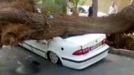 سقوط درخت بر روی سمند در زاهدان + فیلم
