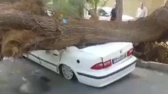 سقوط درخت بر روی سمند در زاهدان + فیلم
