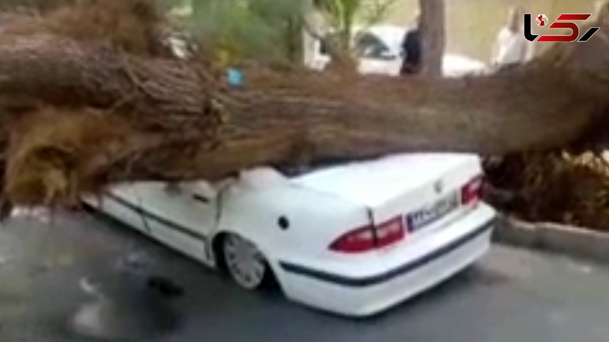 سقوط درخت بر روی سمند در زاهدان + فیلم