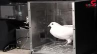 آیا کبوتر ها می توانند کلمات را از هم تشخیص بدهند؟ + فیلم